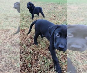 Labrador Retriever Dog for Adoption in CARLISLE, Arkansas USA
