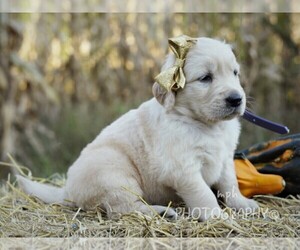 Golden Retriever Puppy for sale in LIBERTY, KY, USA