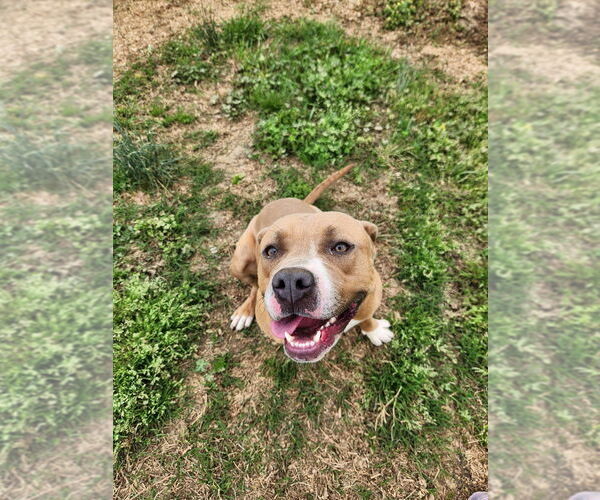 Medium Photo #3 American Pit Bull Terrier-Unknown Mix Puppy For Sale in garner, NC, USA