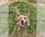 Small #2 American Pit Bull Terrier Mix