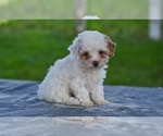 Small #4 Poodle (Toy)