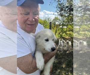 Great Pyrenees Puppy for Sale in MOUNT VERNON, Illinois USA