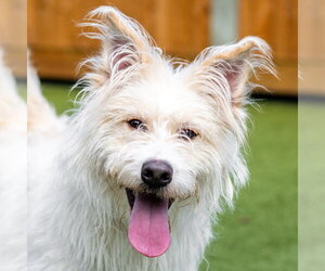 Irish Terrier-Unknown Mix Dogs for adoption in Hilton Head, SC, USA