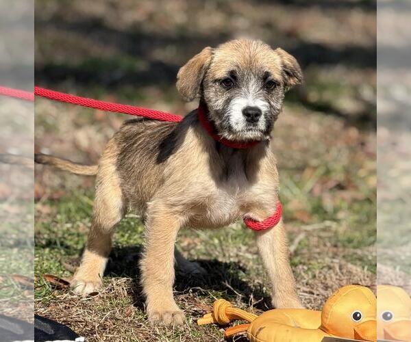 Medium Photo #4 Labrador Retriever-Unknown Mix Puppy For Sale in Yardley, PA, USA