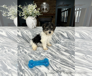 YorkiePoo Puppy for Sale in GREENFIELD, Indiana USA