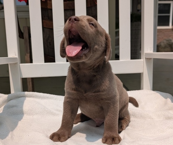Medium Photo #42 Labrador Retriever Puppy For Sale in GOSHEN, IN, USA