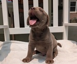 Small #5 Labrador Retriever