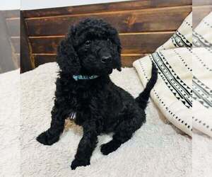 Goldendoodle Puppy for sale in ORIENT, IA, USA