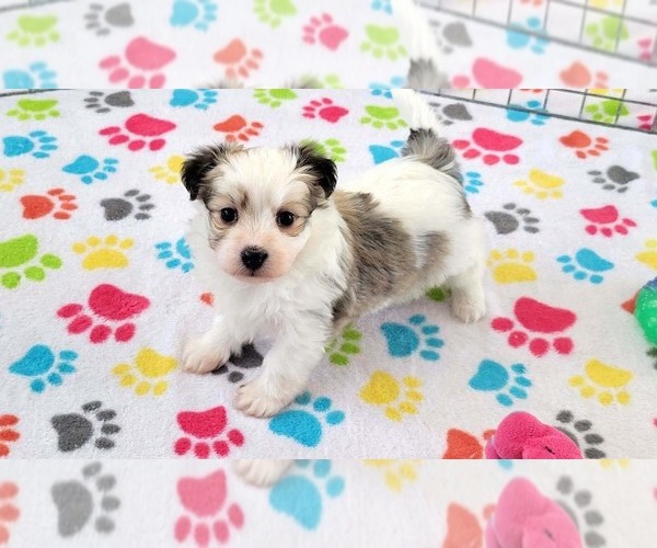 Medium Photo #1 Papitese Puppy For Sale in ORO VALLEY, AZ, USA