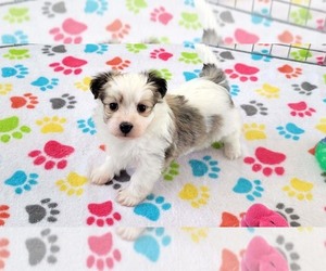 Papitese Puppy for sale in ORO VALLEY, AZ, USA