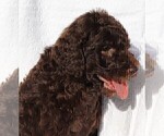 Small Photo #13 Poodle (Standard) Puppy For Sale in LAKE CITY, FL, USA