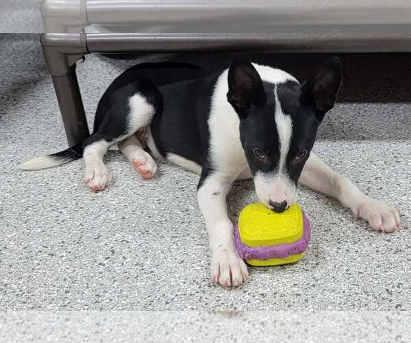 Medium Photo #4 Border Collie Puppy For Sale in Highland, IL, USA