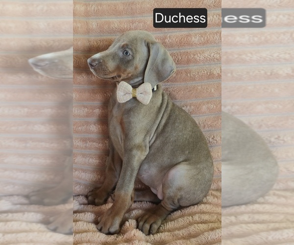Medium Photo #2 Doberman Pinscher Puppy For Sale in ALBANY, OH, USA