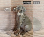Small #1 Doberman Pinscher