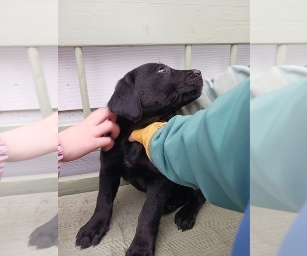 Medium Photo #10 English Cream Golden Retriever-Newfoundland Mix Puppy For Sale in SHEBOYGAN FALLS, WI, USA