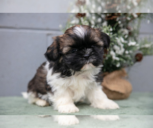 Medium Shih Tzu