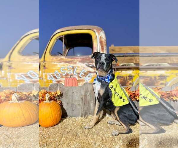 Medium Photo #5 American Pit Bull Terrier-Texas Heeler Mix Puppy For Sale in Visalia, CA, USA