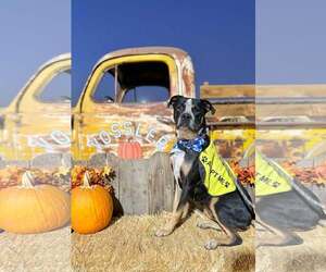 Cisco - Male American Pit Bull Terrier-Texas Heeler Mix Dog for Adoption - Photo #5