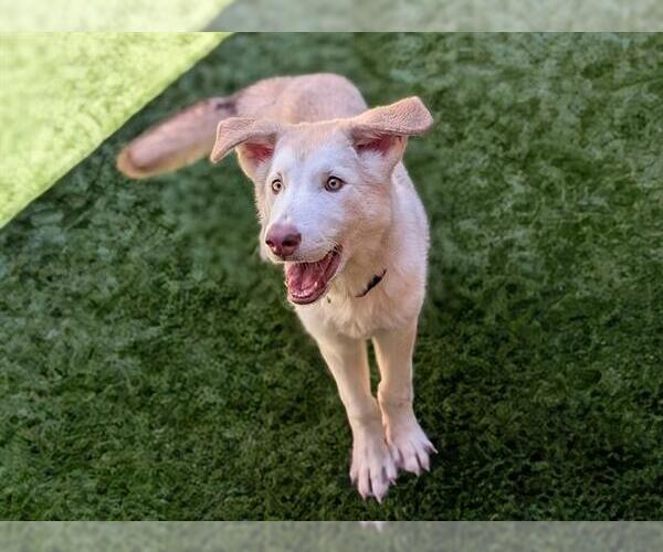 Medium Photo #2 Siberian Husky-Unknown Mix Puppy For Sale in Moreno Valley, CA, USA