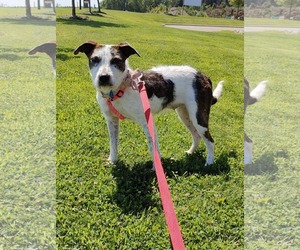 Jack Russell Terrier-Unknown Mix Dogs for adoption in St. Louis Park, MN, USA