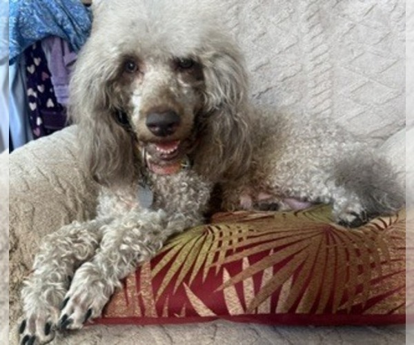 Medium Photo #1 Labradoodle-Poodle (Toy) Mix Puppy For Sale in EVANSVILLE, IN, USA