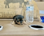 Small #7 Morkie