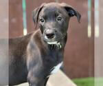 Small Photo #3 Labrador Retriever-Unknown Mix Puppy For Sale in San Diego, CA, USA