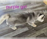 Small #5 Siberian Husky
