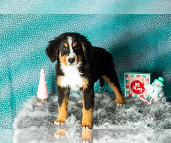 Medium Photo #2 Bernese Mountain Dog Puppy For Sale in SHIPSHEWANA, IN, USA