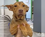 Small Labrador Retriever Mix