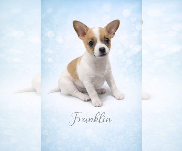 Medium Photo #2 Chihuahua Puppy For Sale in Menifee, CA, USA