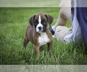 Boxer Puppy for sale in SHIPSHEWANA, IN, USA