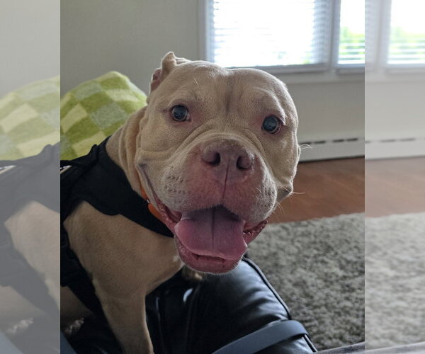 Medium Photo #3 Bulldog-Unknown Mix Puppy For Sale in Matawan, NJ, USA