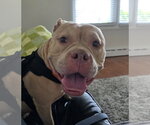 Small #2 Bulldog Mix