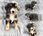 Small Miniature Australian Shepherd