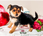 Small Photo #8 Yoranian Puppy For Sale in WAKARUSA, IN, USA