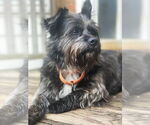 Small #3 Cairn Terrier Mix