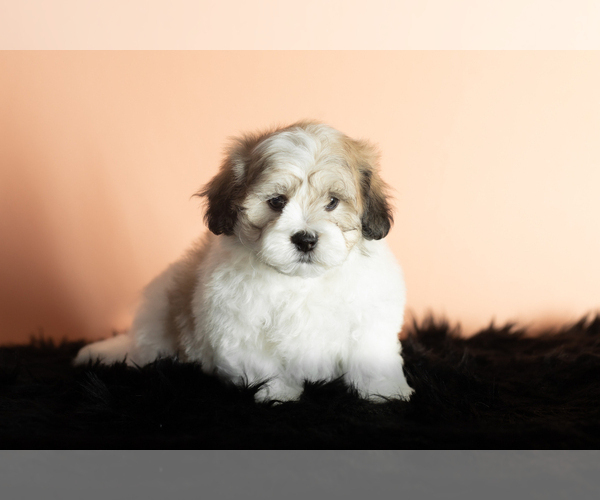 Medium Photo #1 Zuchon Puppy For Sale in WOLCOTTVILLE, IN, USA