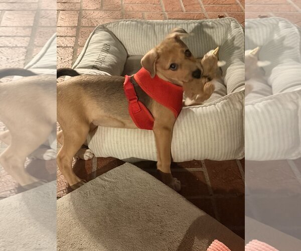 Medium Photo #8 Beagle-Unknown Mix Puppy For Sale in Escondido, CA, USA