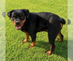 Small Photo #3 Rottweiler Puppy For Sale in Hillsboro, NH, USA