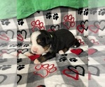 Small #1 Bernese Mountain Dog