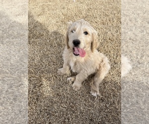 Labradoodle Puppy for sale in ROPESVILLE, TX, USA