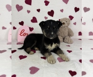 German Shepherd Dog-Miniature American Shepherd Mix Puppy for sale in FRANKLIN, IN, USA