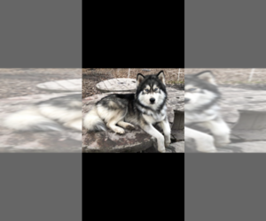 Father of the Siberian Husky puppies born on 09/23/2019