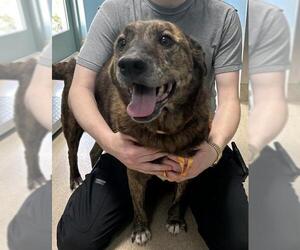 Mutt Dogs for adoption in Newton, NC, USA
