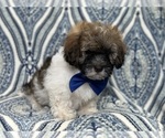 Small Photo #6 Lhasa-Poo Puppy For Sale in LAKELAND, FL, USA
