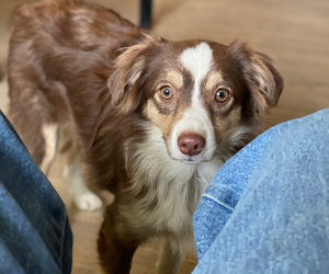 Mother of the Miniature Australian Shepherd puppies born on 07/05/2025