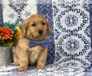 Goldendoodle (Miniature) Puppy for sale in LANCASTER, PA, USA