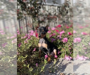 Miniature Pinscher Puppy for sale in CANOGA, NY, USA