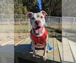 Small #7 American Bulldog Mix
